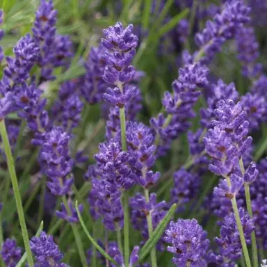 lavender-foveaux-storm-1