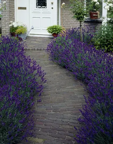 lavender-hidcote-