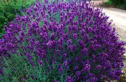 lavender-hidcote-2