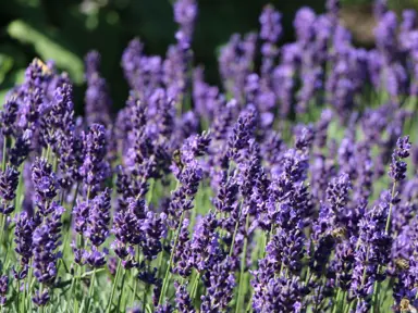 lavender-hidcote-3