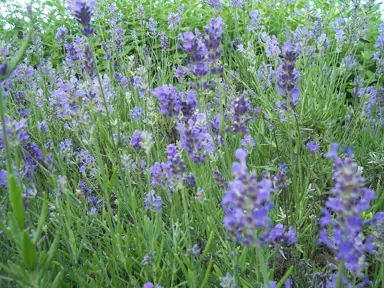 lavender-munstead-