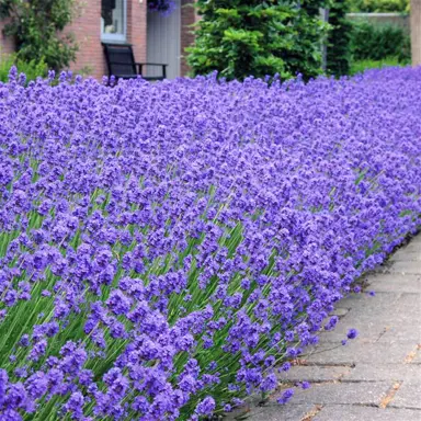 lavender-munstead-2