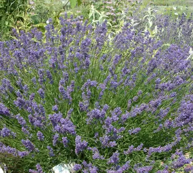 lavender-pacific-blue-