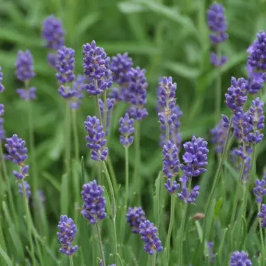 lavandula-pacific-blue-1