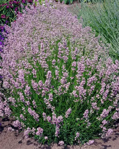 lavender-rosea-
