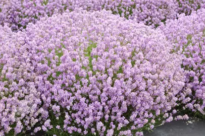 lavender-rosea-1