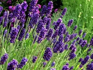 lavender-birchwood-