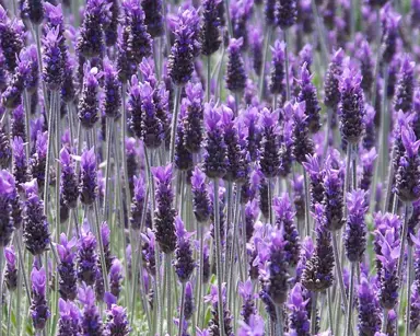 lavandula-dentata-