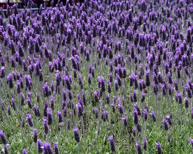 lavandula-dentata-1