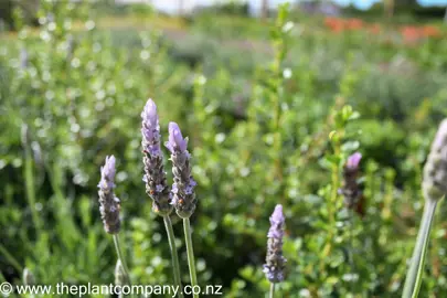 lavandula-dentata-2