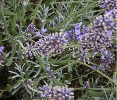 lavender-gray-lady-