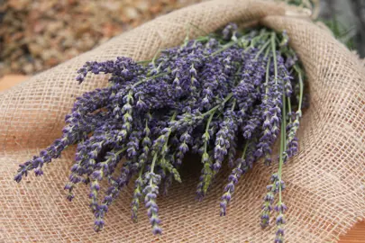 lavender-gray-lady-1