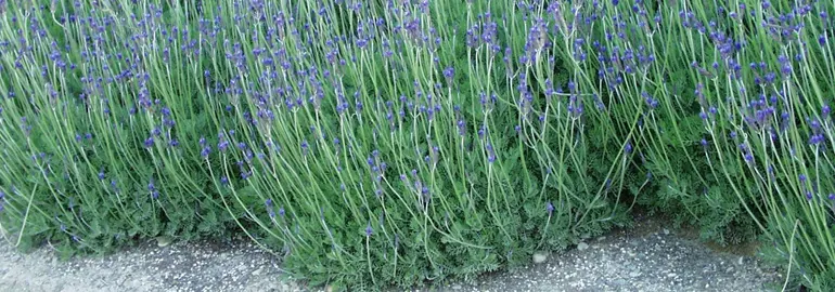 lavender-sidonie-2