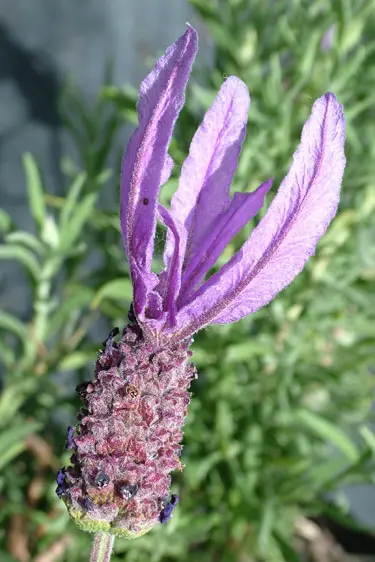lavender-purple-king-