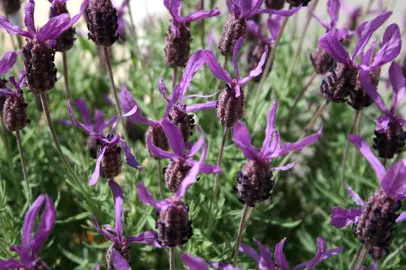 lavender-purple-king-1