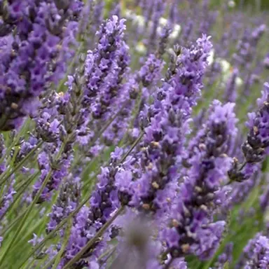lavender-violet-intrigue-2