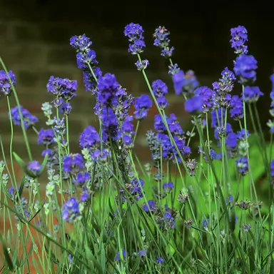 lavender-arabian-night-