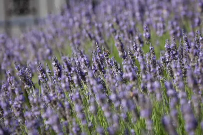 lavender-arabian-night-1