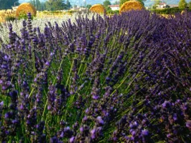 lavender-arabian-night-2