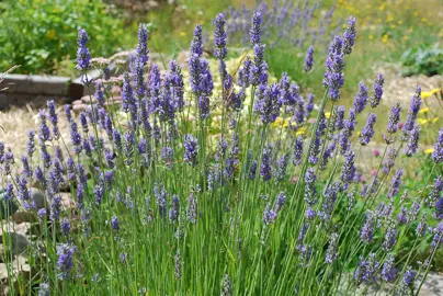 lavender-grosso-2