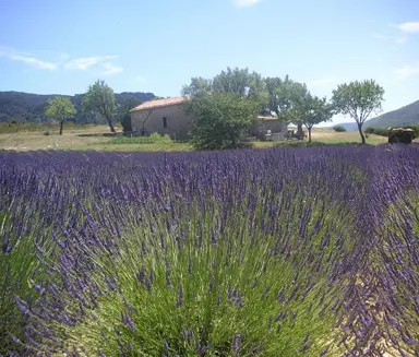 lavender-grosso-3