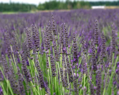 lavender-grosso-4