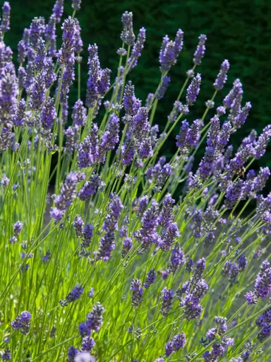 lavender-impress-purple-
