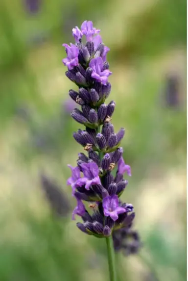 lavender-impress-purple-1