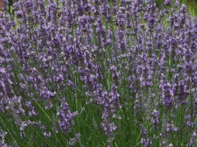 lavender-super-