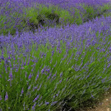 Lavender 'Arabian Nights' plants with blue flowers.