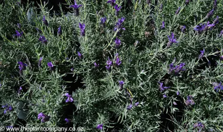 lavender-avonview--1