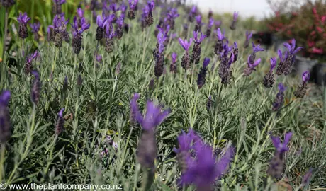 lavender-avonview--2