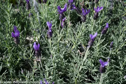 lavender-avonview-