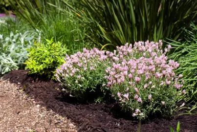 Lavender 'Baby Pink Princess' shrubs in a garden covered with stunning, pink flowers.