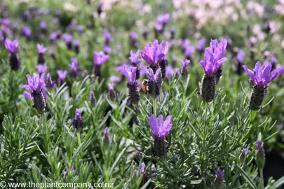 lavender-bee-brilliant--1