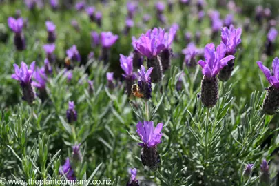 lavender-bee-brilliant--2