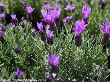 lavender-bee-brilliant--3