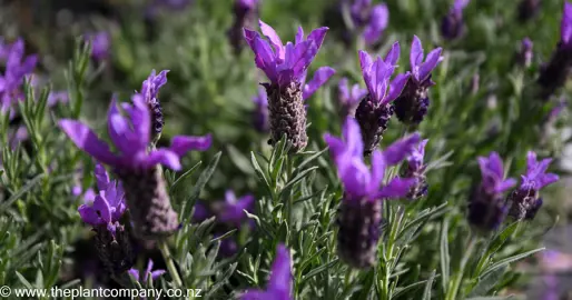 lavender-bee-brilliant--4