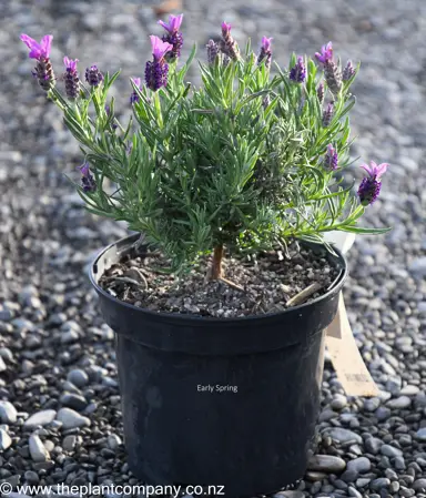 Lavender 'Bee Brilliant' plant for sale at The Plant Company nursery.