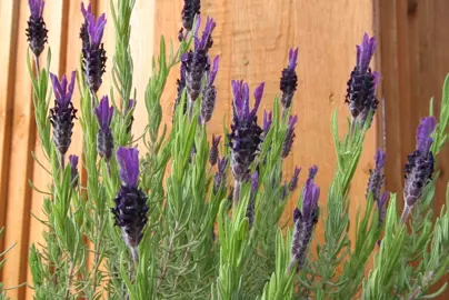 A Lavandula dentata shrub with purple and pink flowers above grey-green foliage.