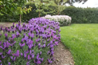 lavender-fairy-wings-spellbound--1