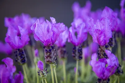 lavender-fairy-wings-spellbound-