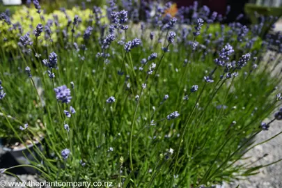 lavender-hidcote-blue--1