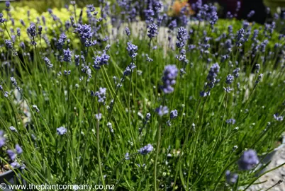 lavender-hidcote-blue-