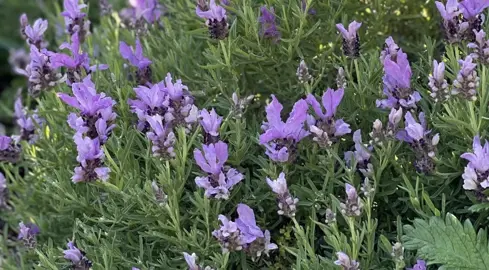 Lavender 'Lavish Blue' plants with light purple-blue flowers.