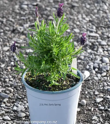 Lavender 'Major' plant for sale at The Plant Company nursery in spring.