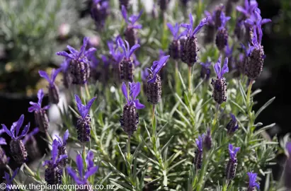 lavender-major-