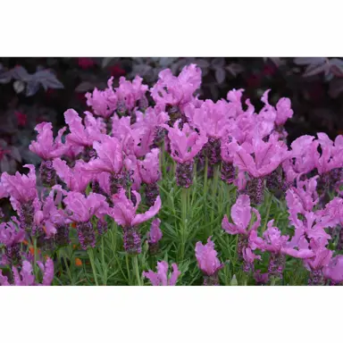 Lavender 'Radiance' plant with masses of pink flowers.