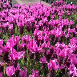 lavender-sensation-pink-