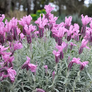 Lavender 'Silver Prince' plant with pink flowers above grey-green foliage.
